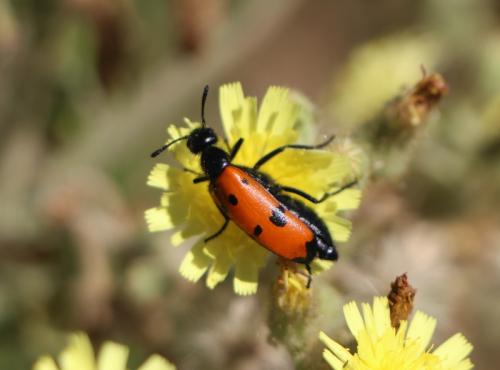 Réf. 277 817 : Mylabris quadripunctata